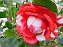 camellia jap rouge et blanc.JPG